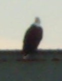 Photo of eagle on Barr Strait bridge