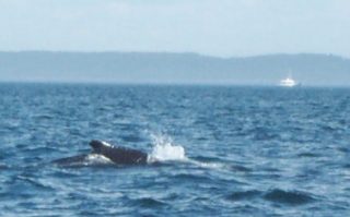 Photo of whale in Bay of Fundy