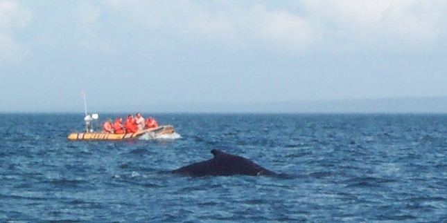 Photo of whale in Bay of Fundy